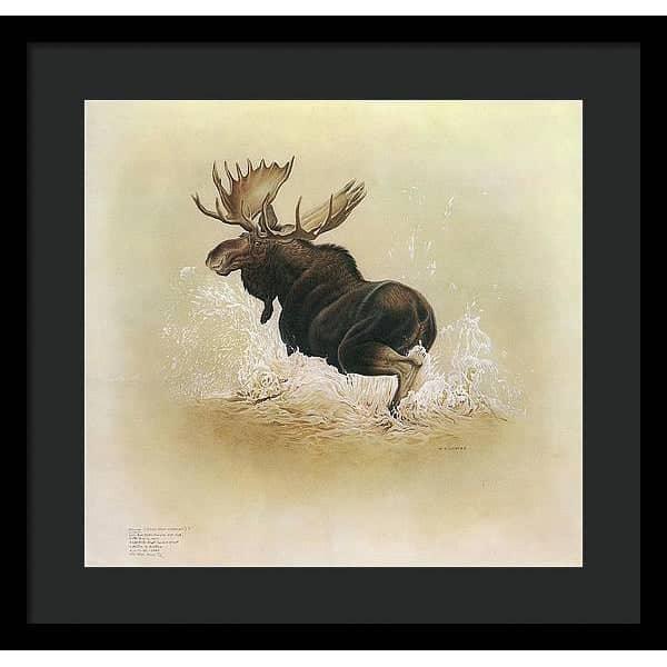 Moose - Framed Print | Artwork by Glen Loates