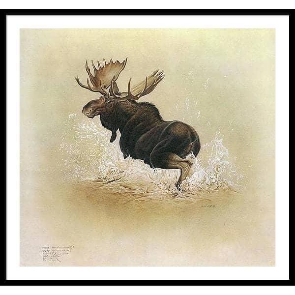 Moose - Framed Print | Artwork by Glen Loates