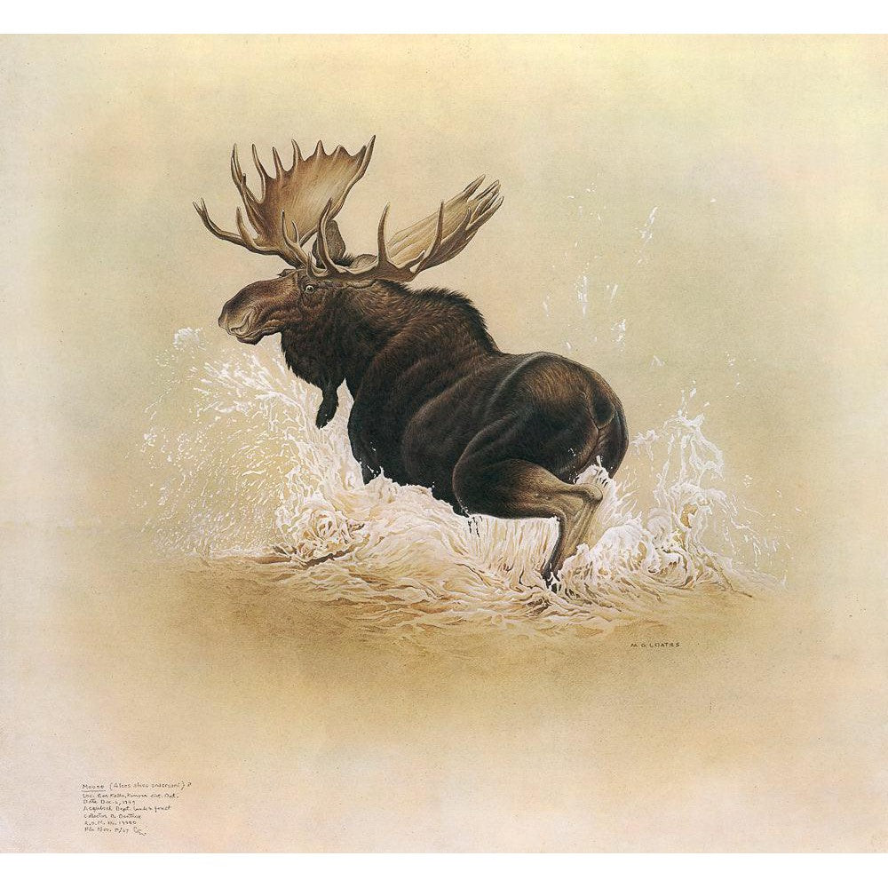Moose - Framed Print | Artwork by Glen Loates