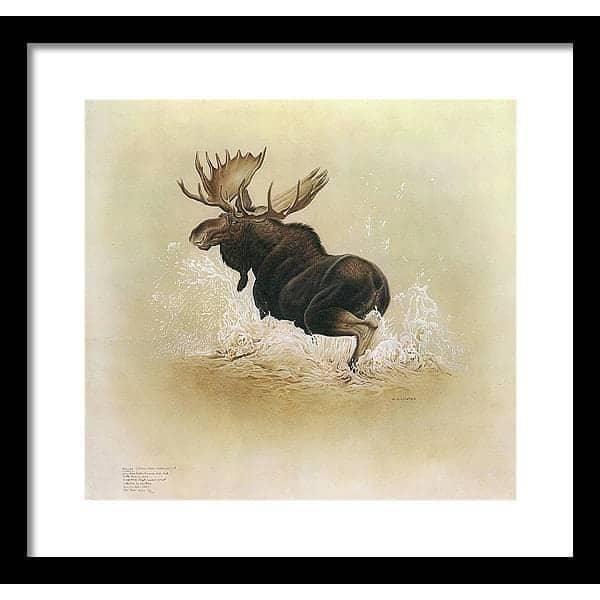 Moose by Glen Loates, framed piece in a black frame with a white mat