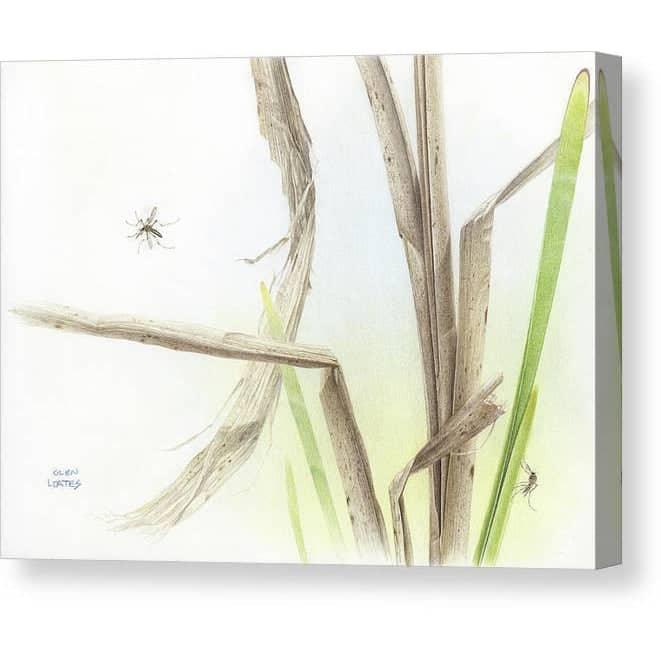 Mosquitoes by Glen Loates, gallery canvas with mirrored wrapped edges