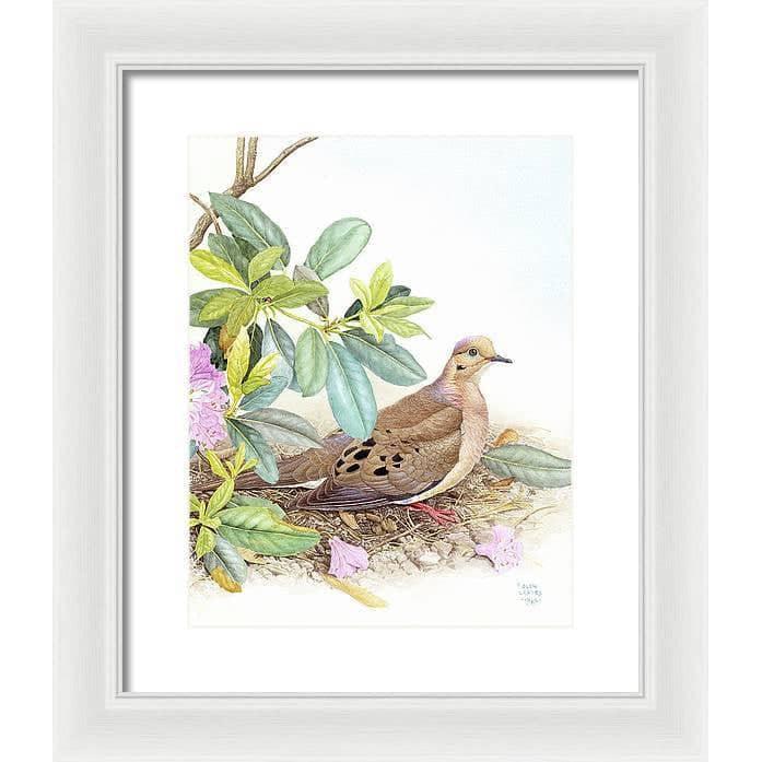 Mourning Dove - Framed Print | Artwork by Glen Loates
