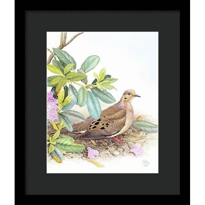 Mourning Dove - Framed Print | Artwork by Glen Loates