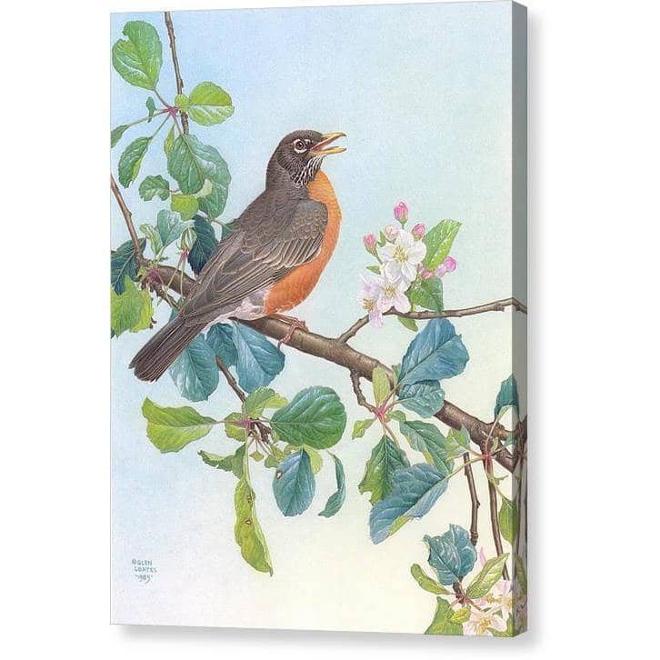 North American Robin with Apple Blossom - Canvas Print | Artwork by Glen Loates