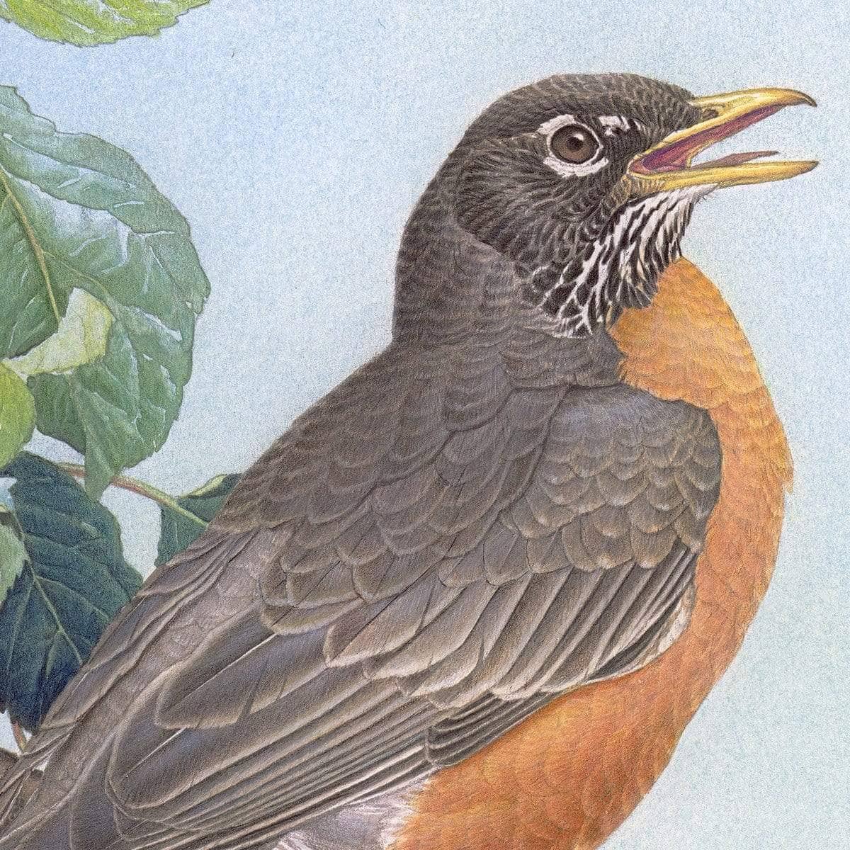 North American Robin with Apple Blossom - Canvas Print | Artwork by Glen Loates