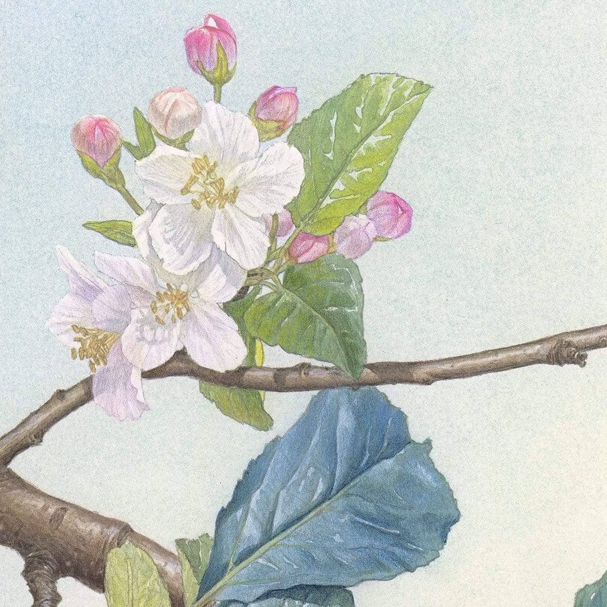 North American Robin with Apple Blossom - Canvas Print | Artwork by Glen Loates