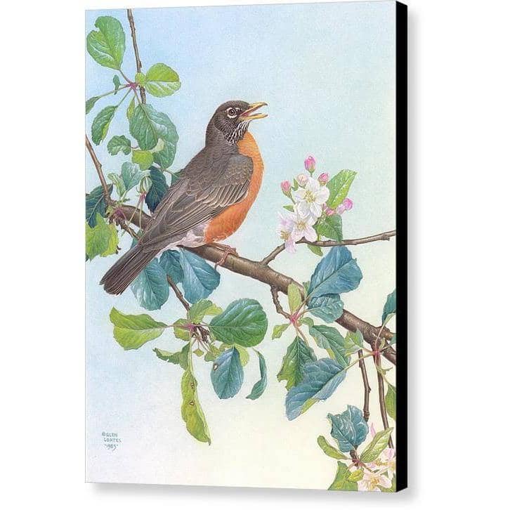 North American Robin with Apple Blossom - Canvas Print | Artwork by Glen Loates