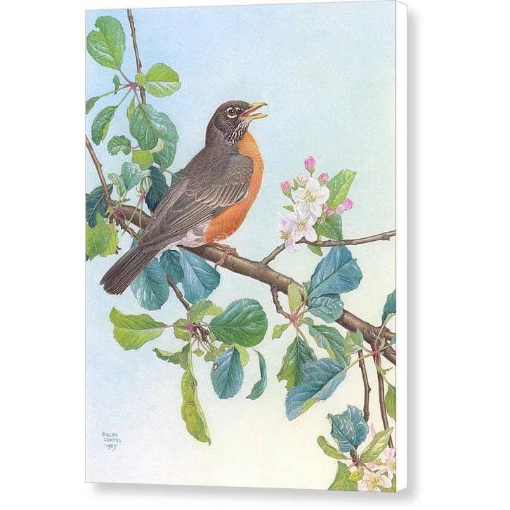 North American Robin with Apple Blossom - Canvas Print | Artwork by Glen Loates