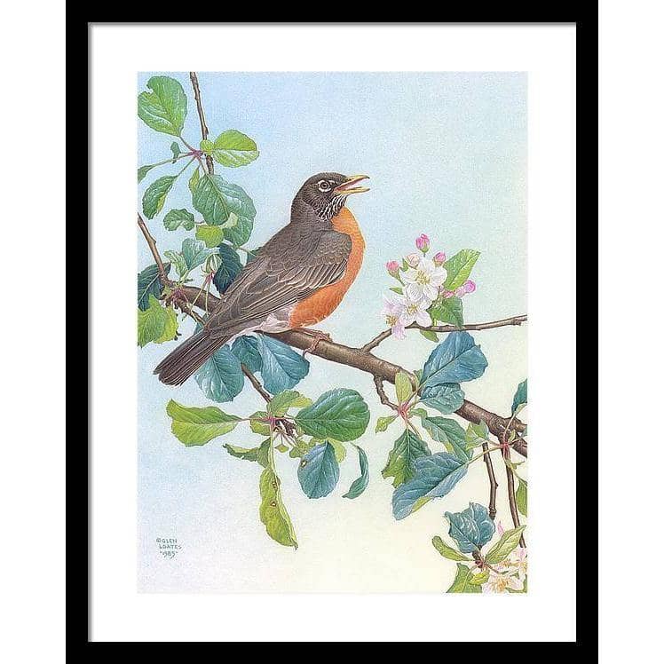 North American Robin with Apple Blossom - Framed Print | Artwork by Glen Loates