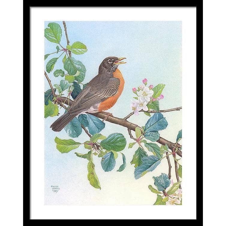 North American Robin with Apple Blossom - Framed Print | Artwork by Glen Loates