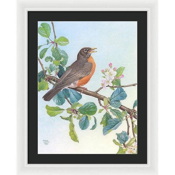 North American Robin with Apple Blossom - Framed Print | Artwork by Glen Loates