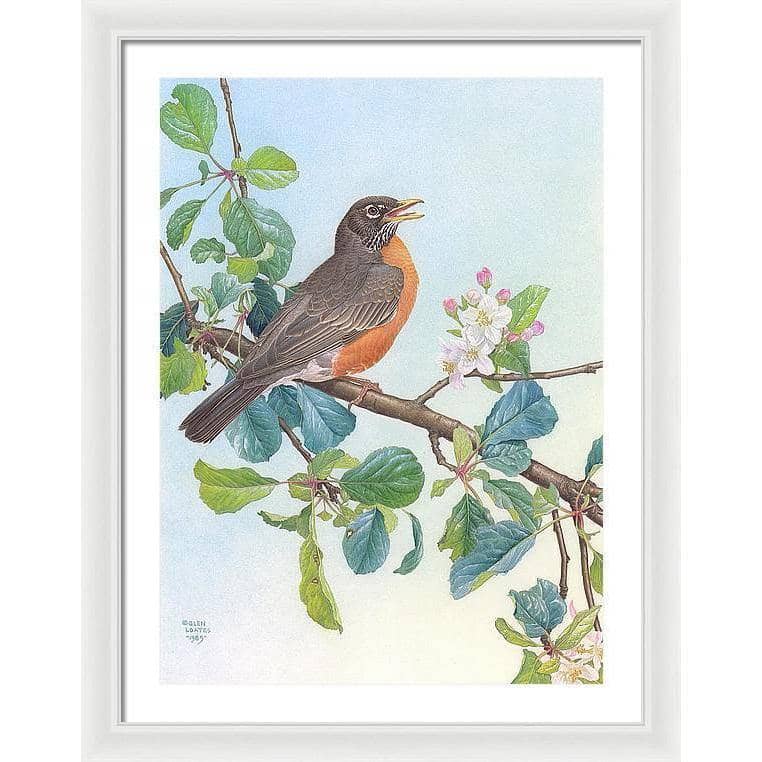 North American Robin with Apple Blossom - Framed Print | Artwork by Glen Loates