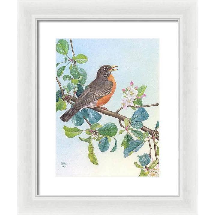 North American Robin with Apple Blossom - Framed Print | Artwork by Glen Loates