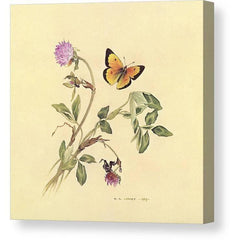 Gallery Canvas