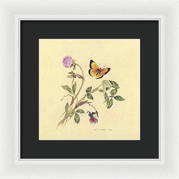Orange Sulphur Butterfly - Framed Print | Artwork by Glen Loates