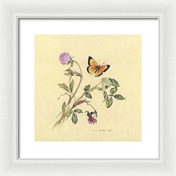 Orange Sulphur Butterfly - Framed Print | Artwork by Glen Loates