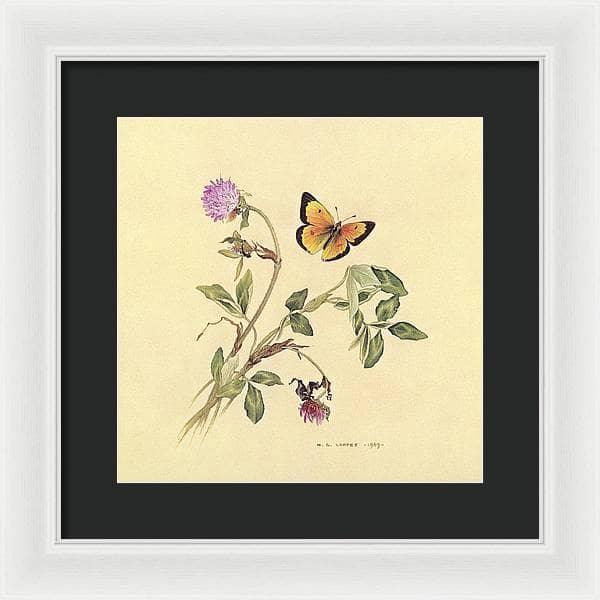 Orange Sulphur Butterfly - Framed Print | Artwork by Glen Loates
