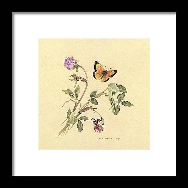 Orange Sulphur Butterfly by Glen Loates, framed piece: an orange sulphur butterfly beside red clover blossoms