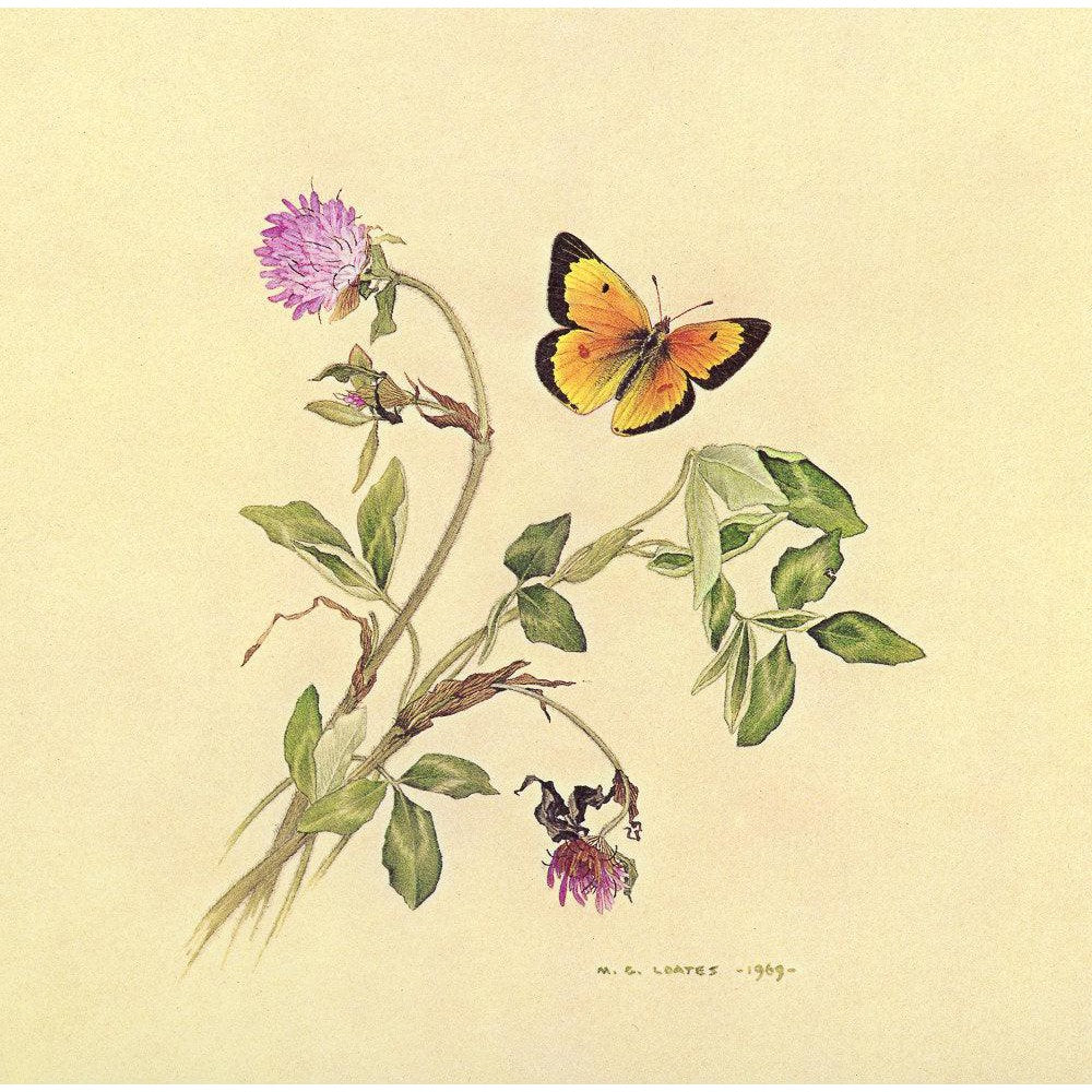 Orange Sulphur Butterfly - Framed Print | Artwork by Glen Loates