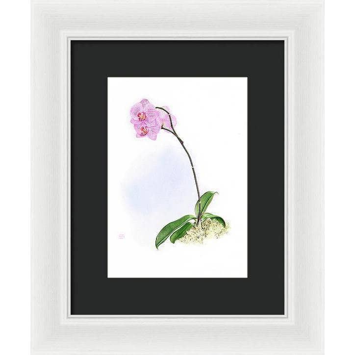 Orchid - Framed Print | Artwork by Glen Loates