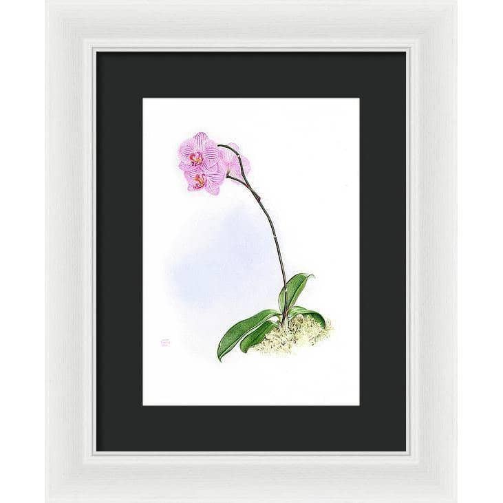 Orchid - Framed Print | Artwork by Glen Loates