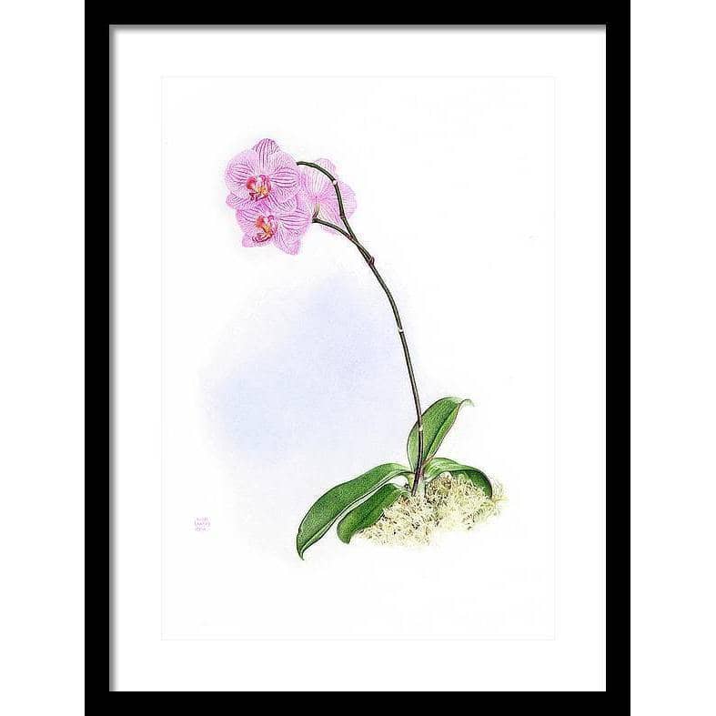 Orchid - Framed Print | Artwork by Glen Loates