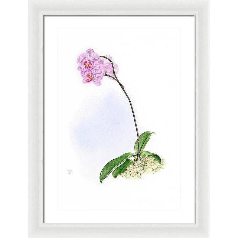 Orchid - Framed Print | Artwork by Glen Loates