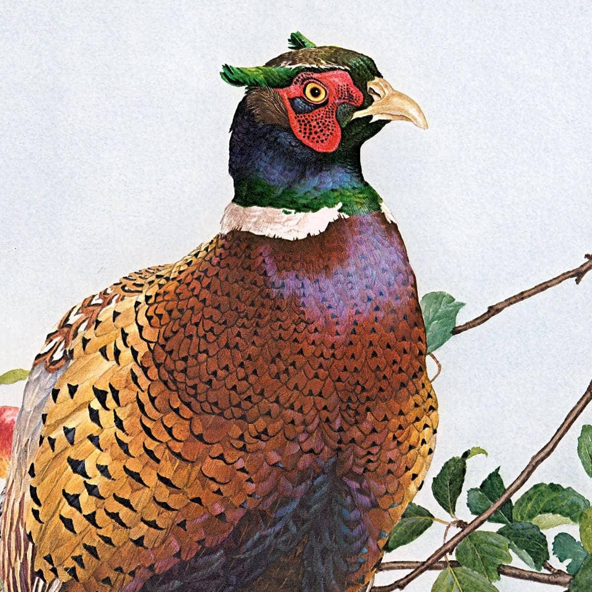 Pheasant in Apple Tree - Canvas Print | Artwork by Glen Loates