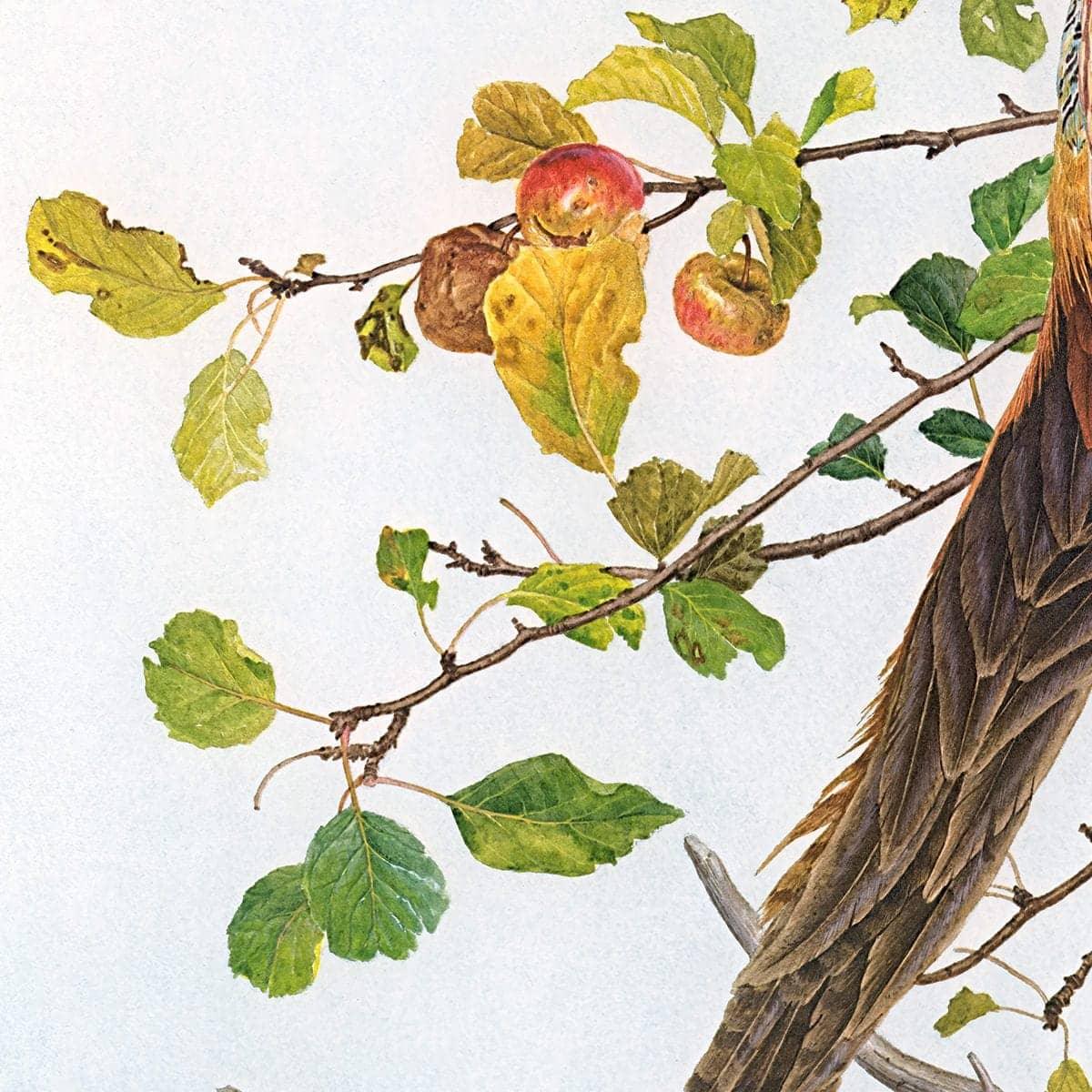 Pheasant in Apple Tree - Canvas Print | Artwork by Glen Loates