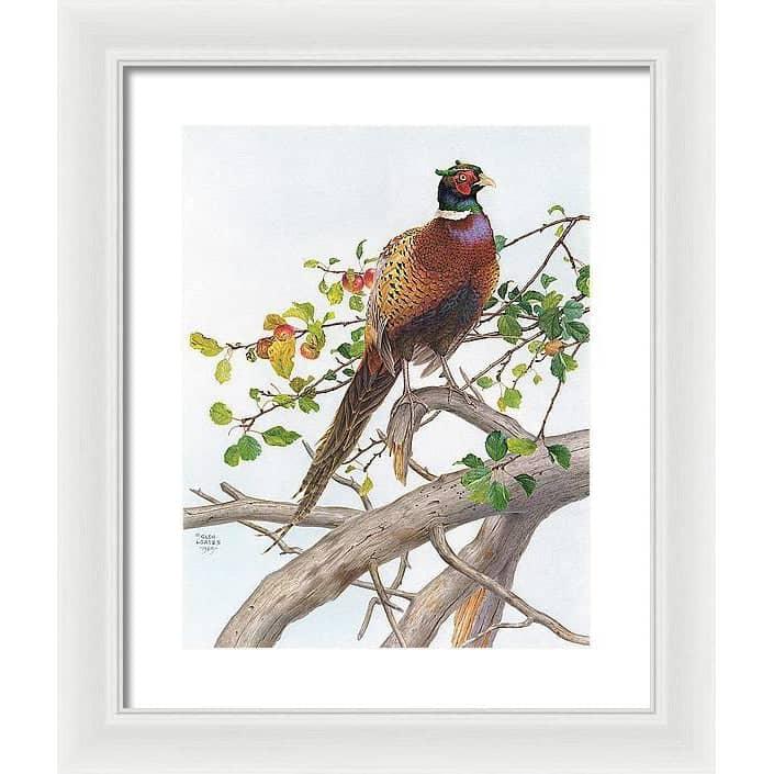 Pheasant in Apple Tree - Framed Print | Artwork by Glen Loates