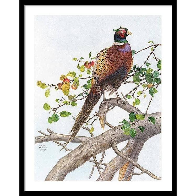 Pheasant in Apple Tree by Glen Loates, framed piece: a ring-necked pheasant perched on a gnarled apple branch