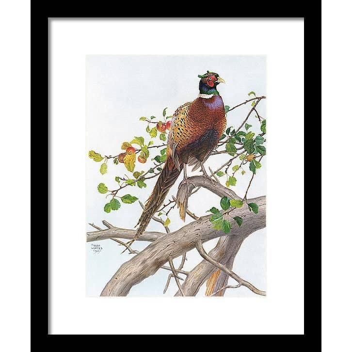 Pheasant in Apple Tree by Glen Loates, framed piece in a black frame with a white mat