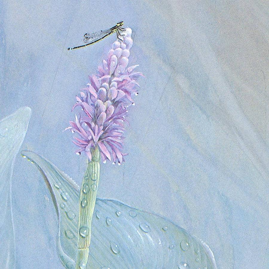 Pickerelweed - Canvas Print | Artwork by Glen Loates