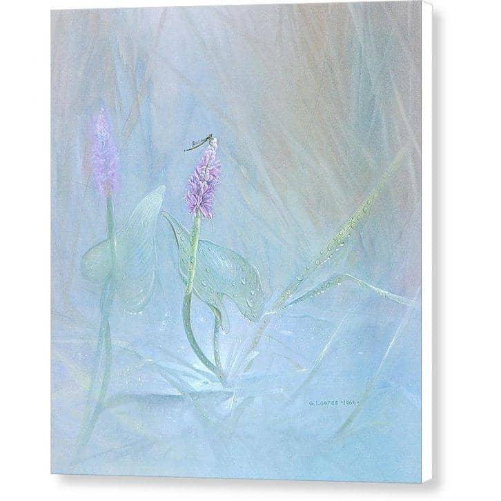 Pickerelweed - Canvas Print | Artwork by Glen Loates