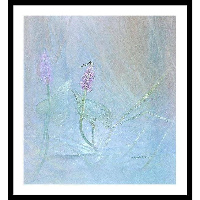 Pickerelweed - Framed Print | Artwork by Glen Loates