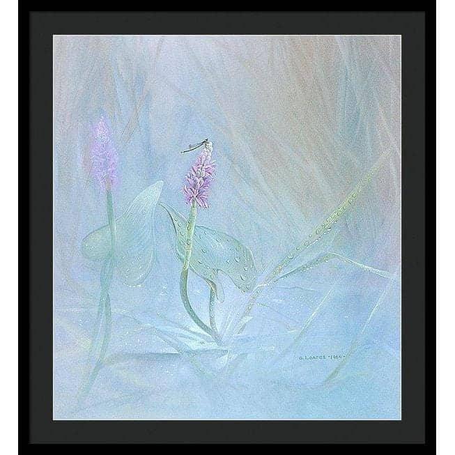 Pickerelweed - Framed Print | Artwork by Glen Loates