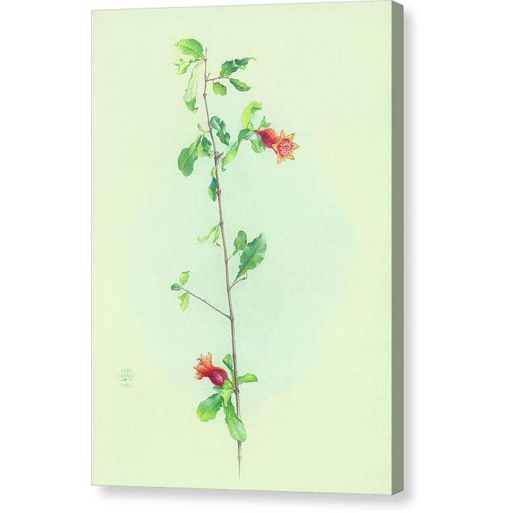 Pomegranate by Glen Loates, gallery canvas with mirrored wrapped edges