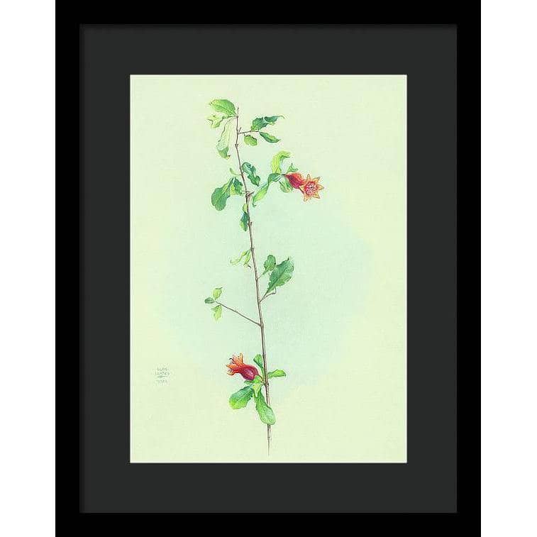 Pomegranate - Framed Print | Artwork by Glen Loates