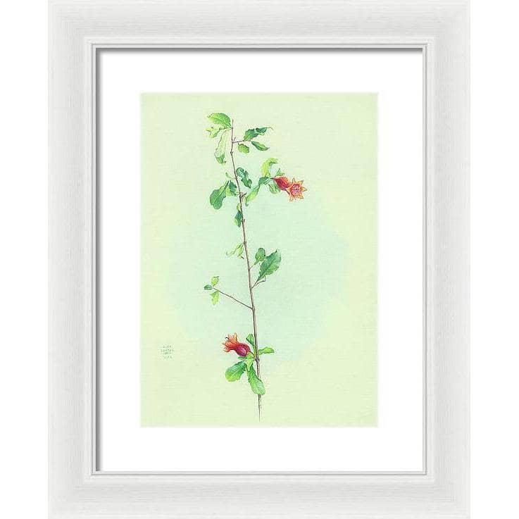 Pomegranate - Framed Print | Artwork by Glen Loates