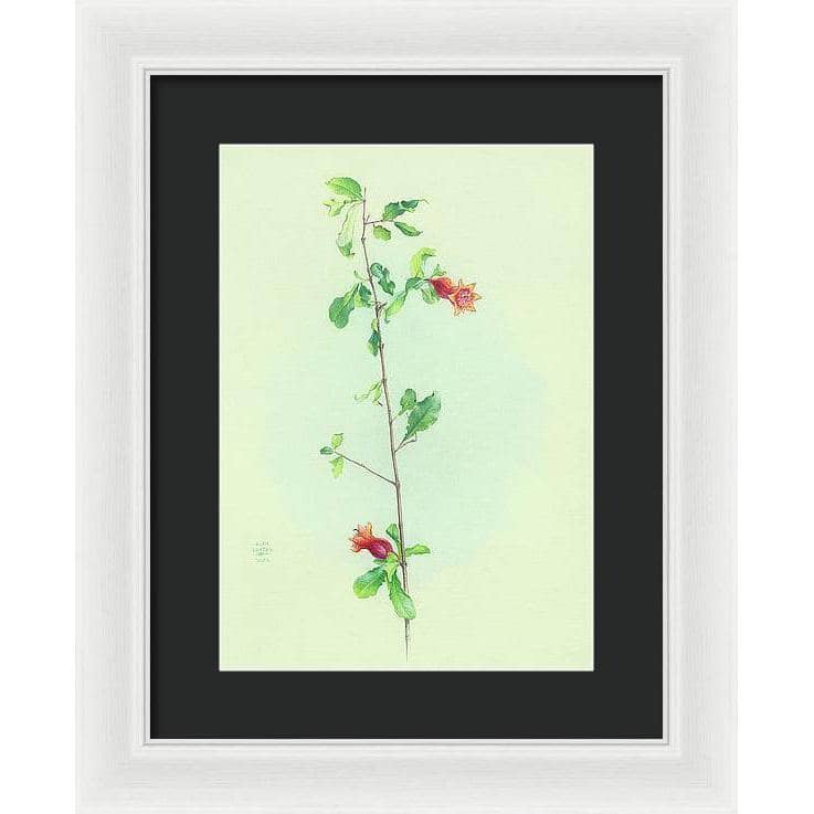 Pomegranate - Framed Print | Artwork by Glen Loates