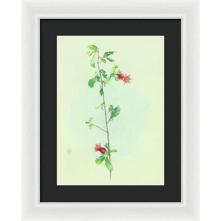 Pomegranate - Framed Print | Artwork by Glen Loates