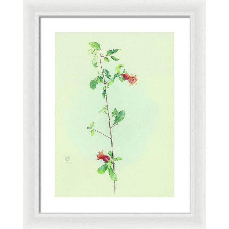 Pomegranate - Framed Print | Artwork by Glen Loates
