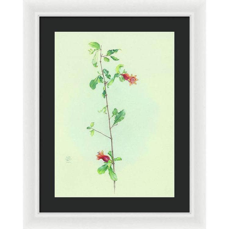 Pomegranate - Framed Print | Artwork by Glen Loates