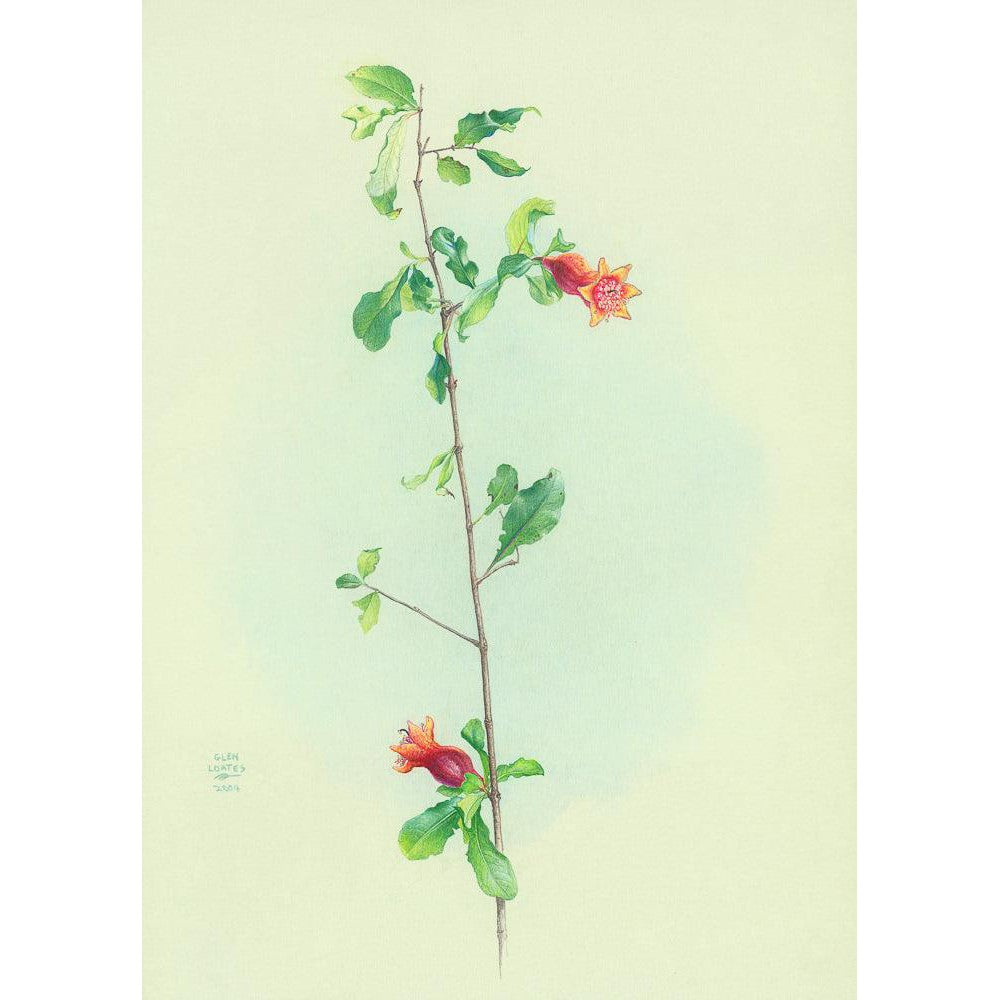 Pomegranate - Framed Print | Artwork by Glen Loates