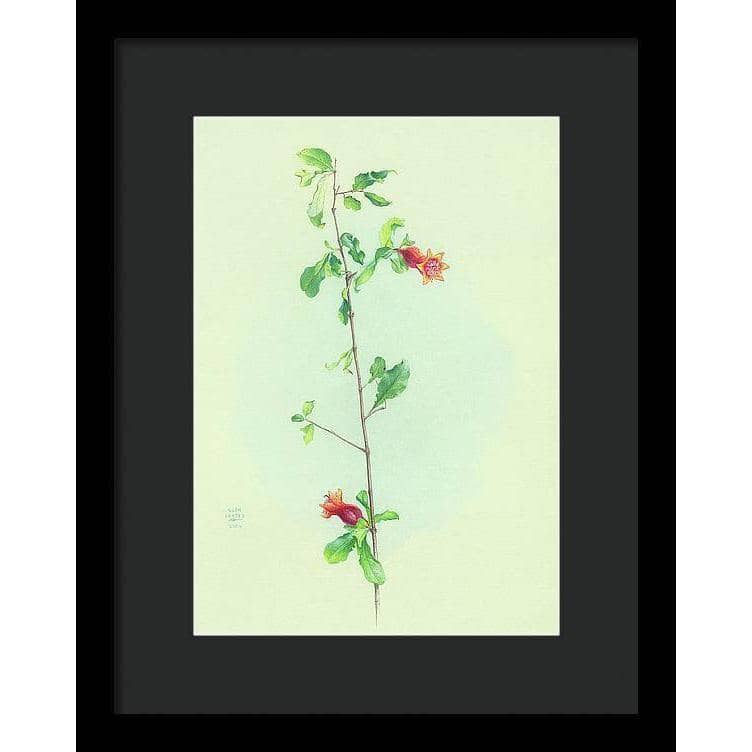 Pomegranate - Framed Print | Artwork by Glen Loates