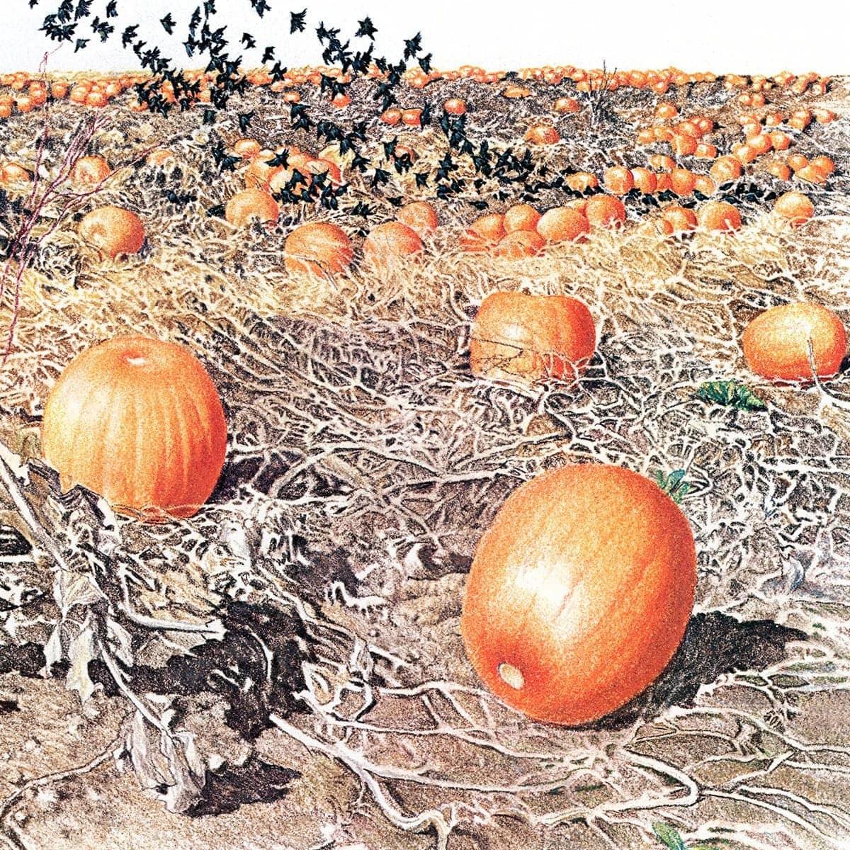 Pumpkin Patch - Framed Print | Artwork by Glen Loates