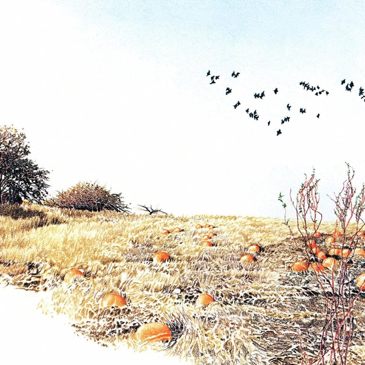 Pumpkin Patch - Framed Print | Artwork by Glen Loates