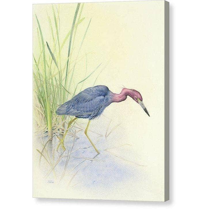 Purple Heron - Canvas Print | Artwork by Glen Loates