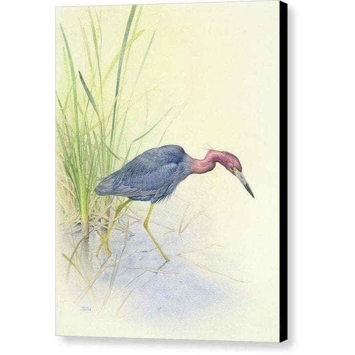 Purple Heron - Canvas Print | Artwork by Glen Loates