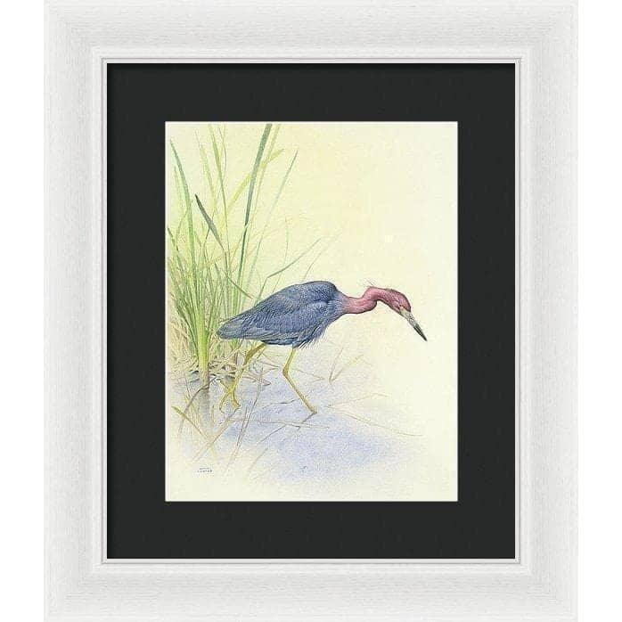Purple Heron - Framed Print | Artwork by Glen Loates